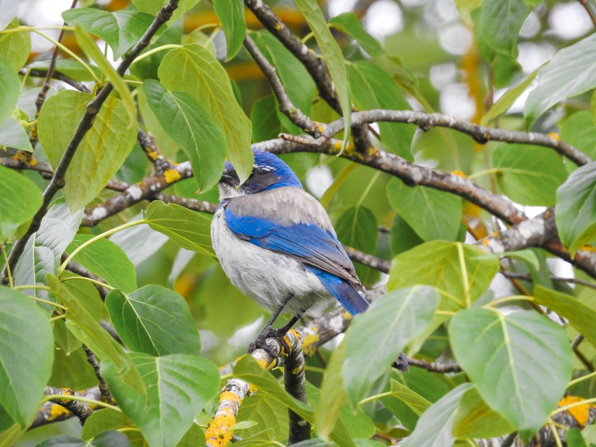 California Scrub-Jay - ML618189020