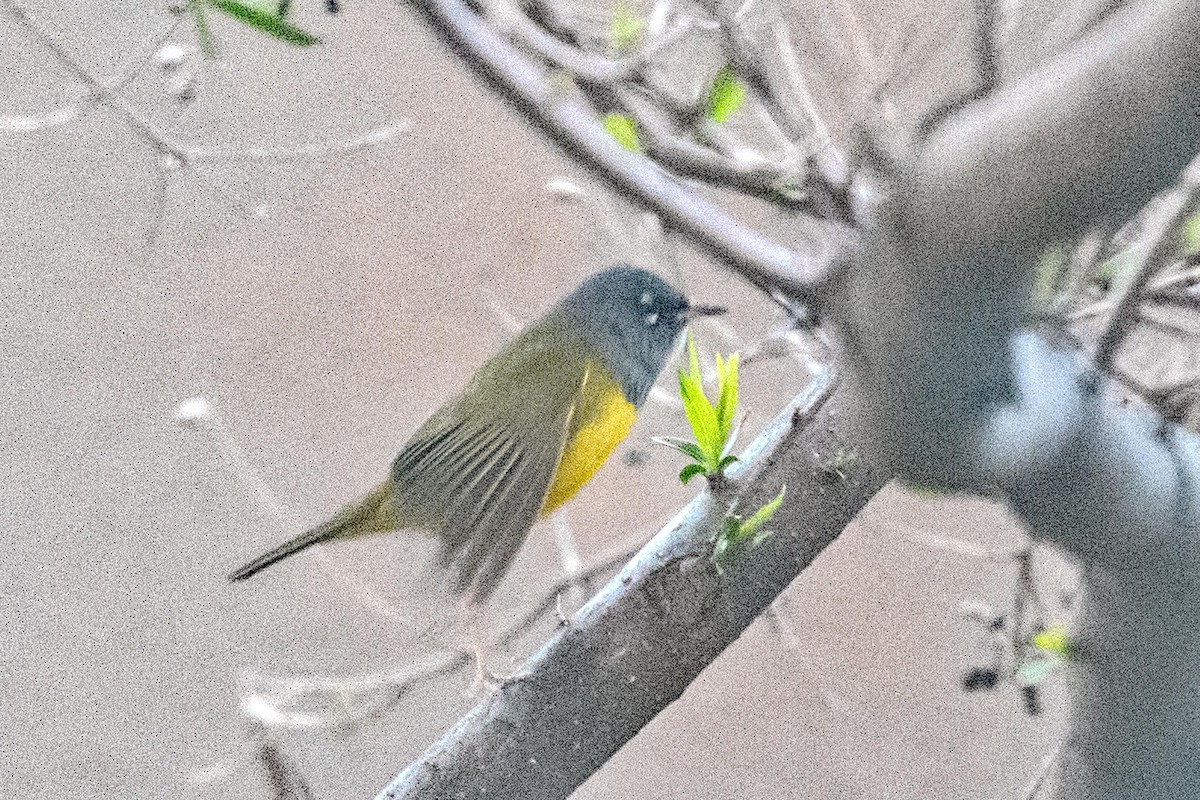 MacGillivray's Warbler - Nate Gowan