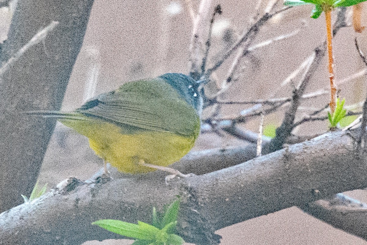 MacGillivray's Warbler - Nate Gowan