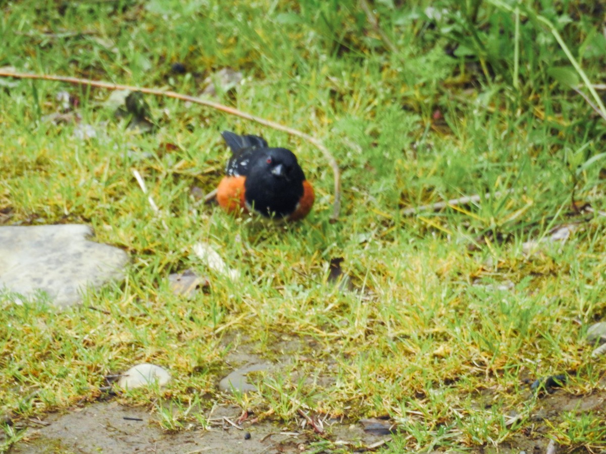 Spotted Towhee - ML618189049