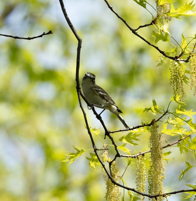Blue-headed Vireo - ML618189066