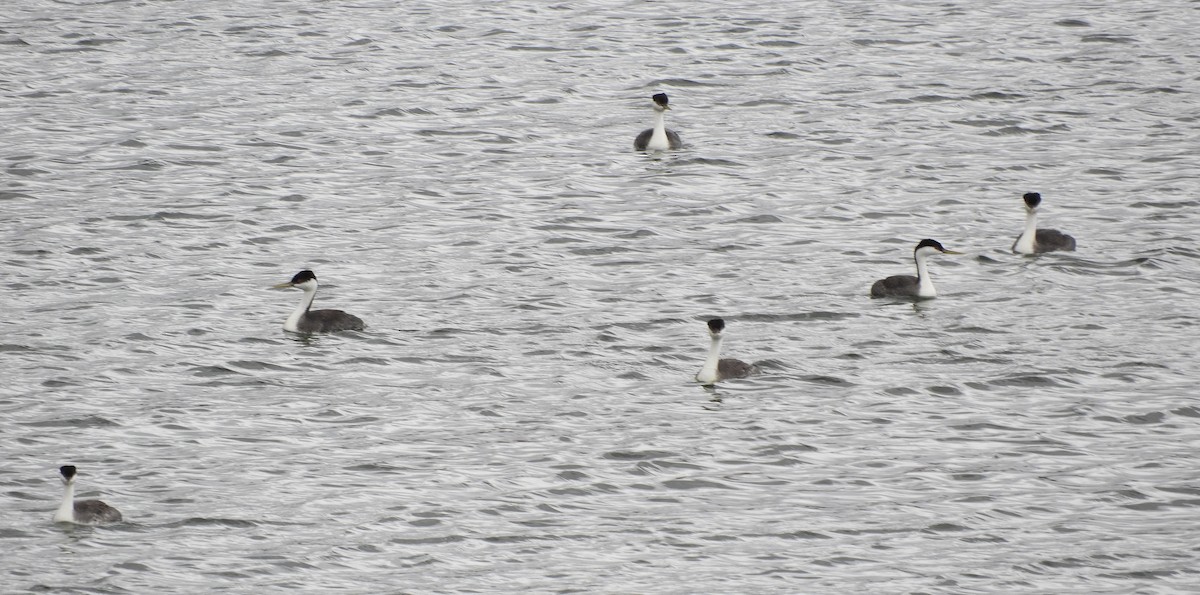 Western Grebe - ML618189069