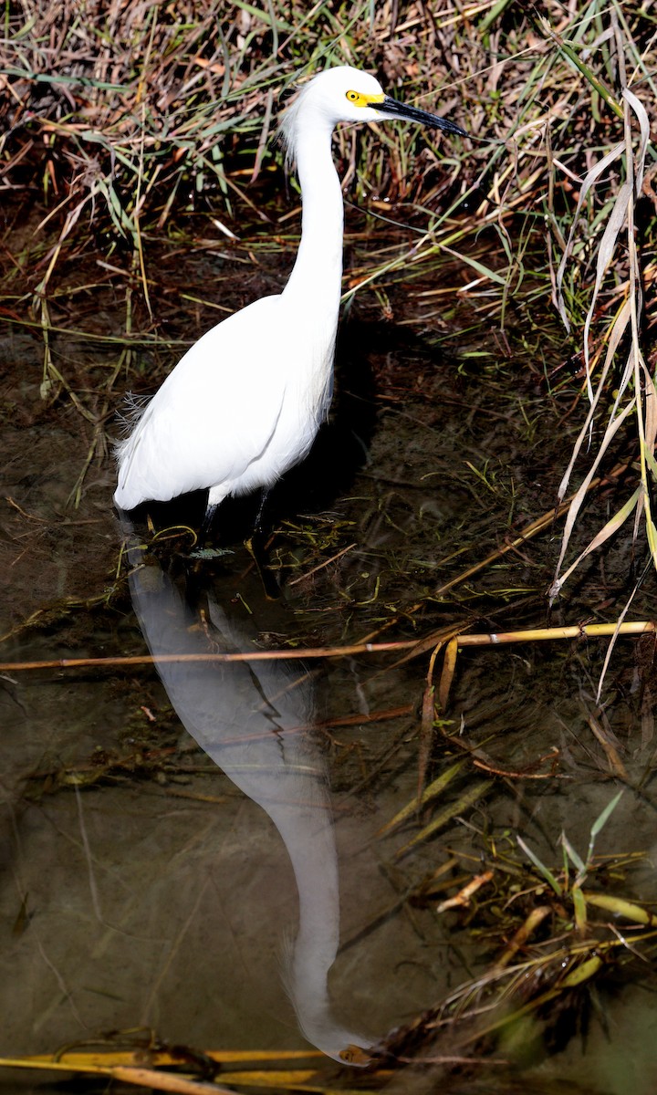 Snowy Egret - ML618189074