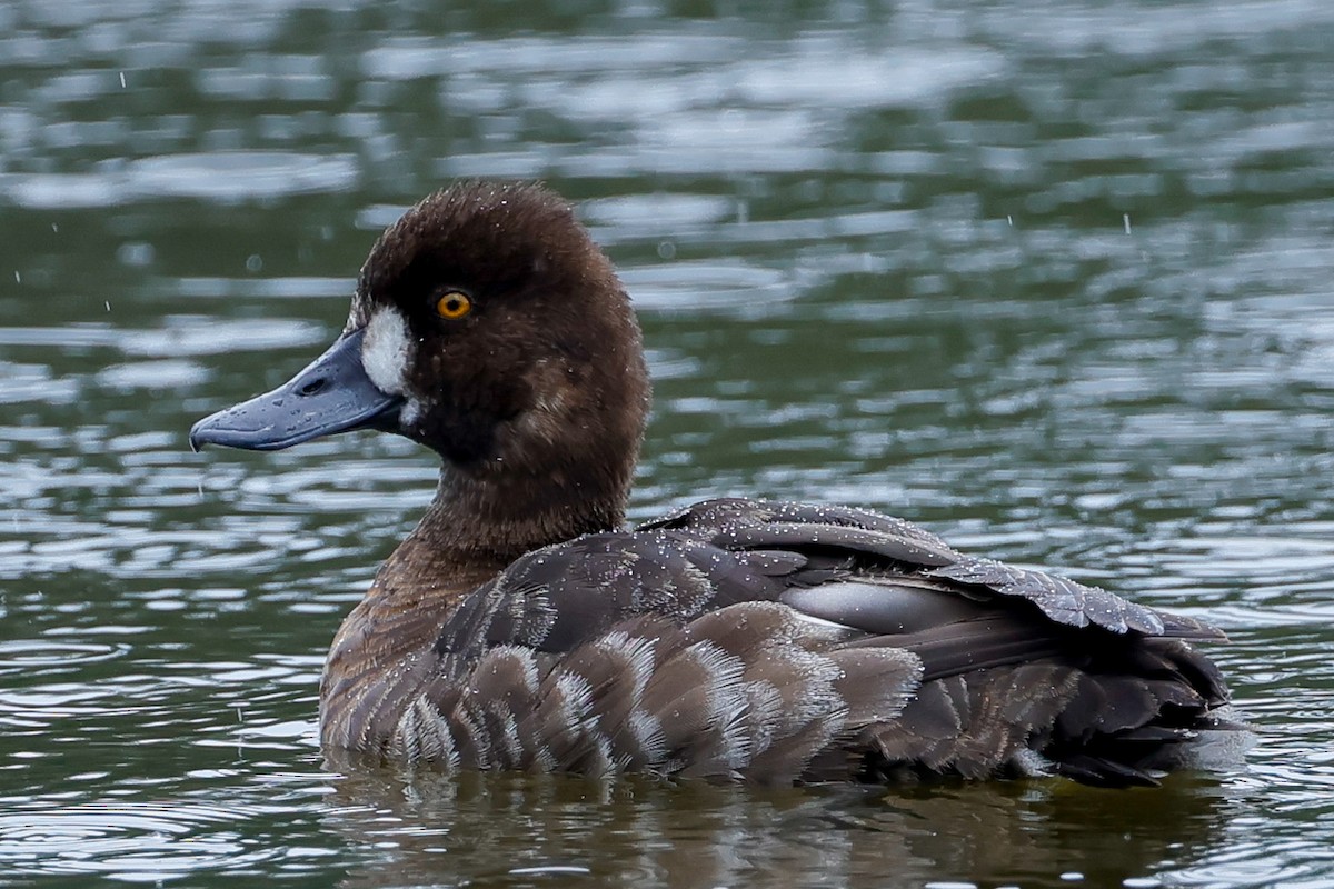 Lesser Scaup - Manlio Cuevas L.