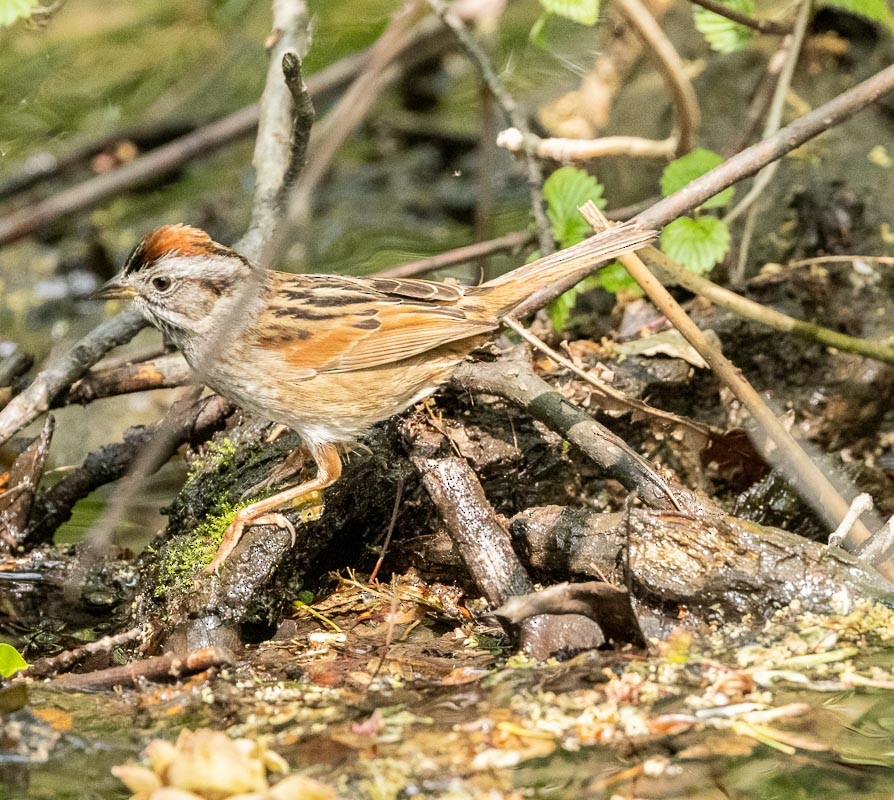 Swamp Sparrow - ML618189116