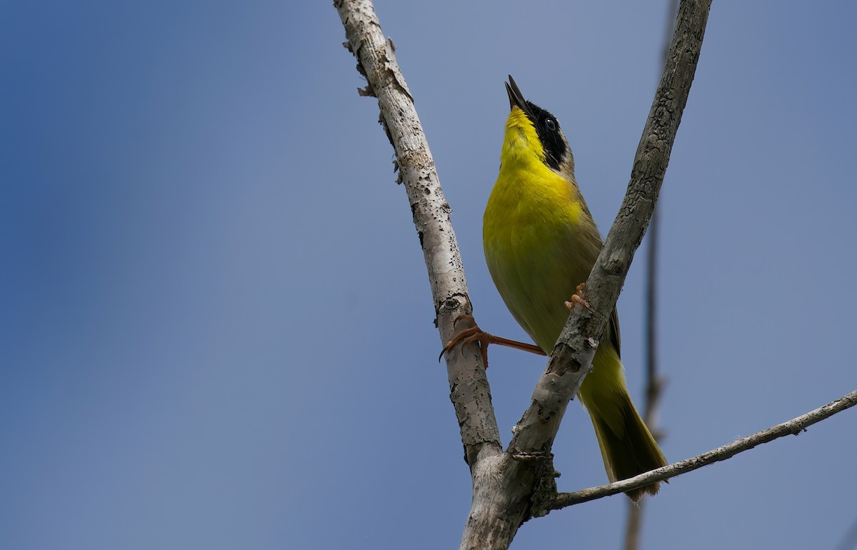 Common Yellowthroat - Jane Mygatt