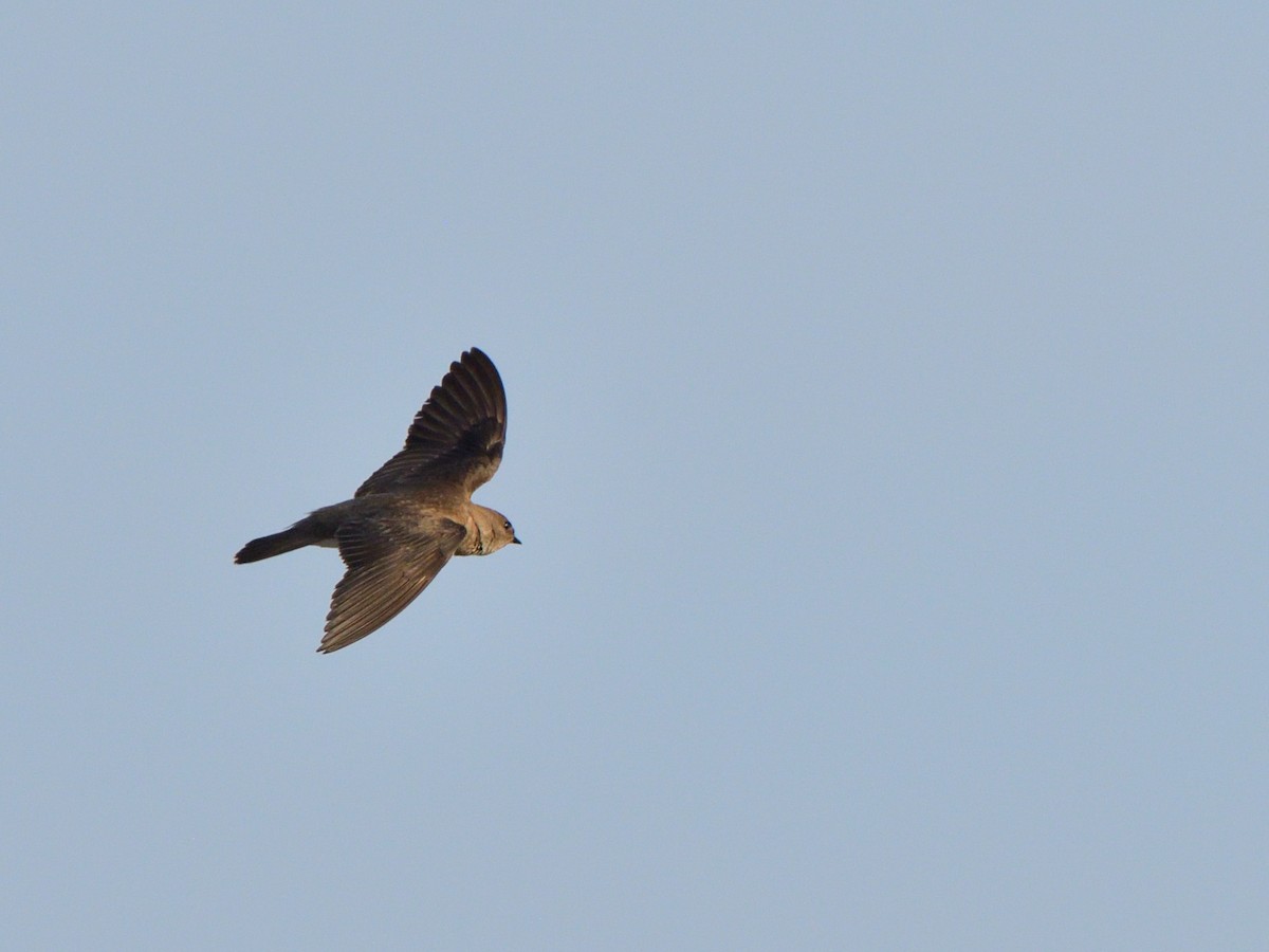 Northern Rough-winged Swallow (Northern) - ML618189150