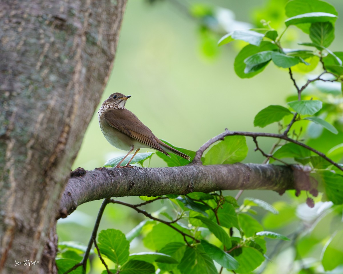 Hermit Thrush - Lisa Saffell