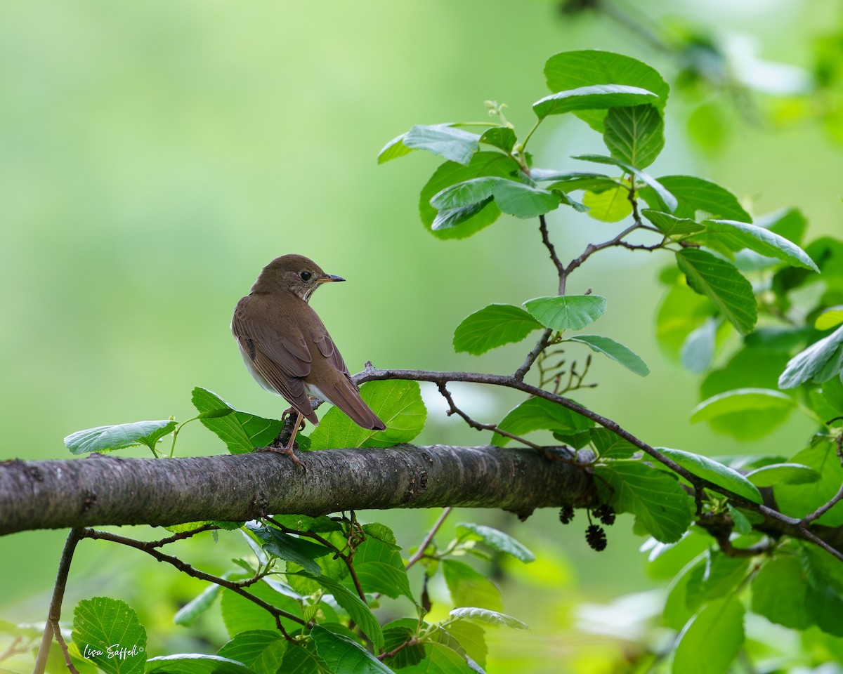 Hermit Thrush - ML618189169