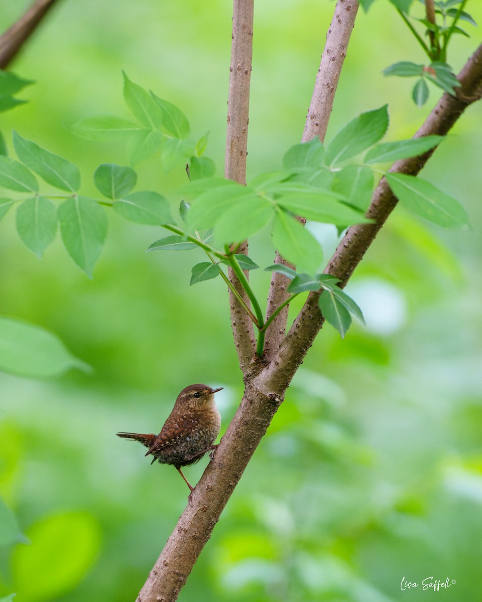 Winter Wren - ML618189180