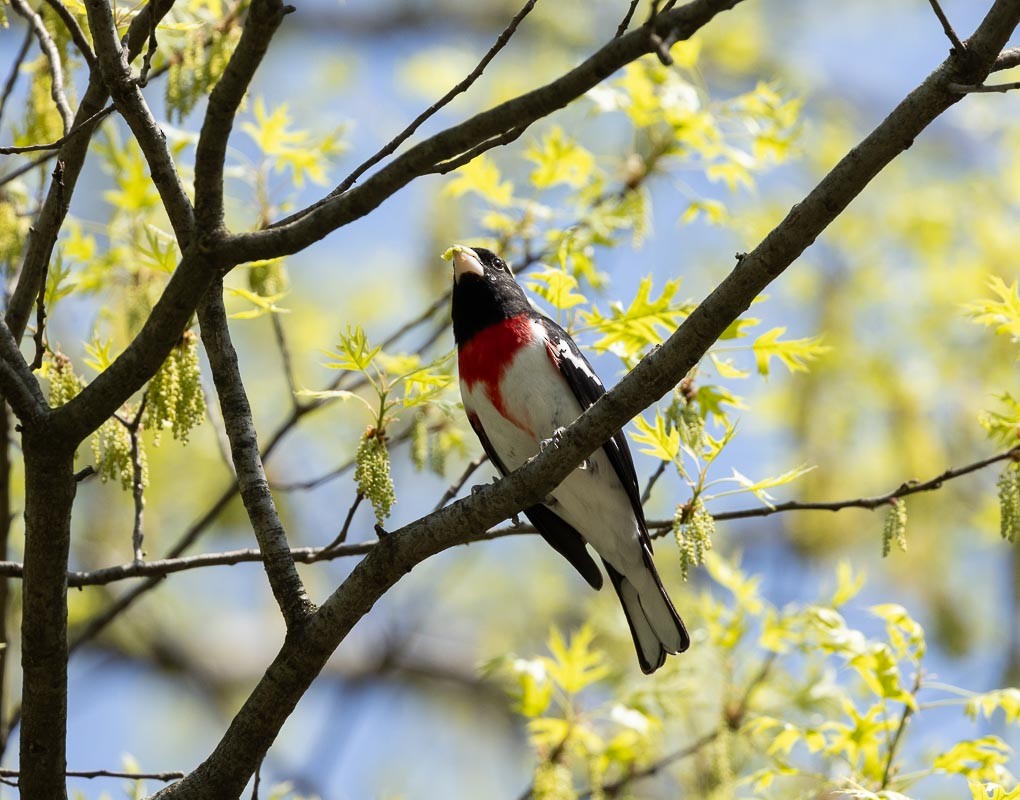 Rose-breasted Grosbeak - Barrie Raik