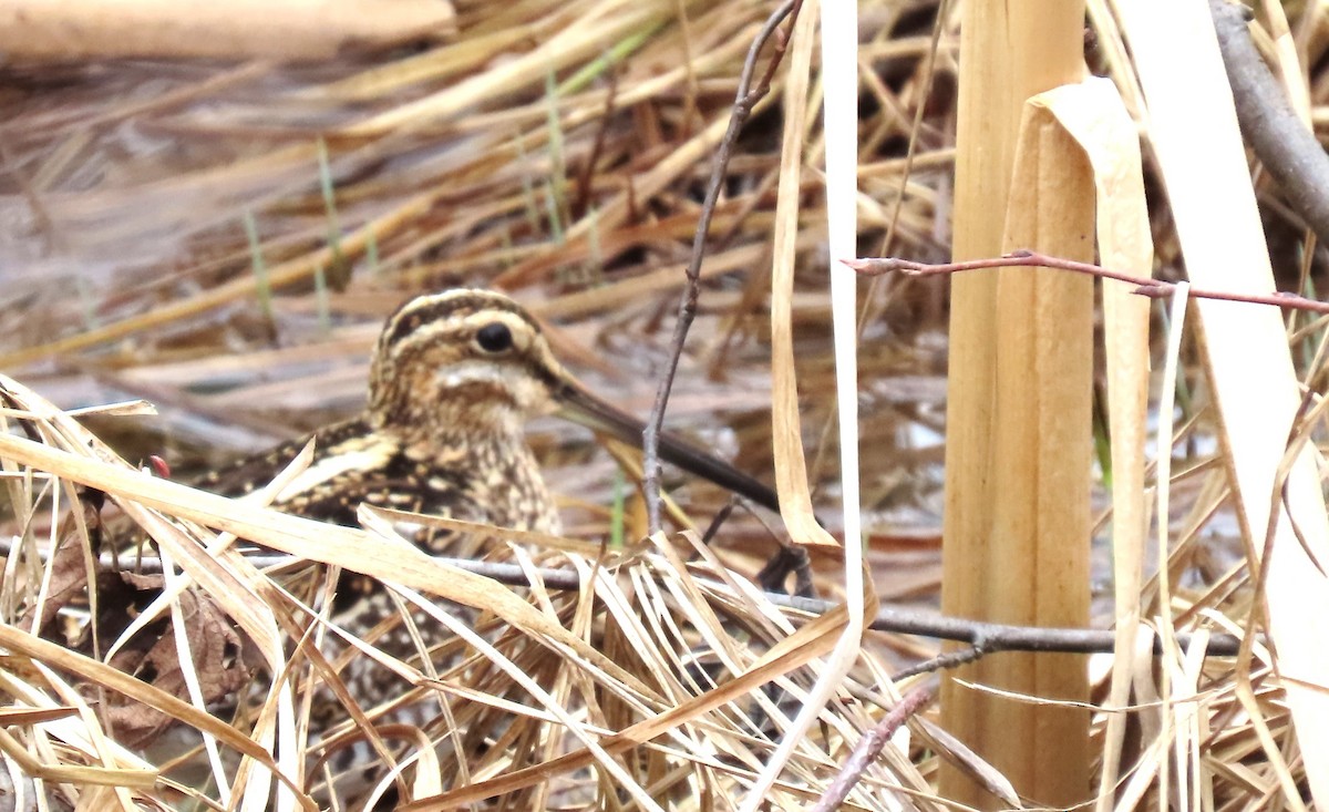 Wilson's Snipe - Maryse Lessard