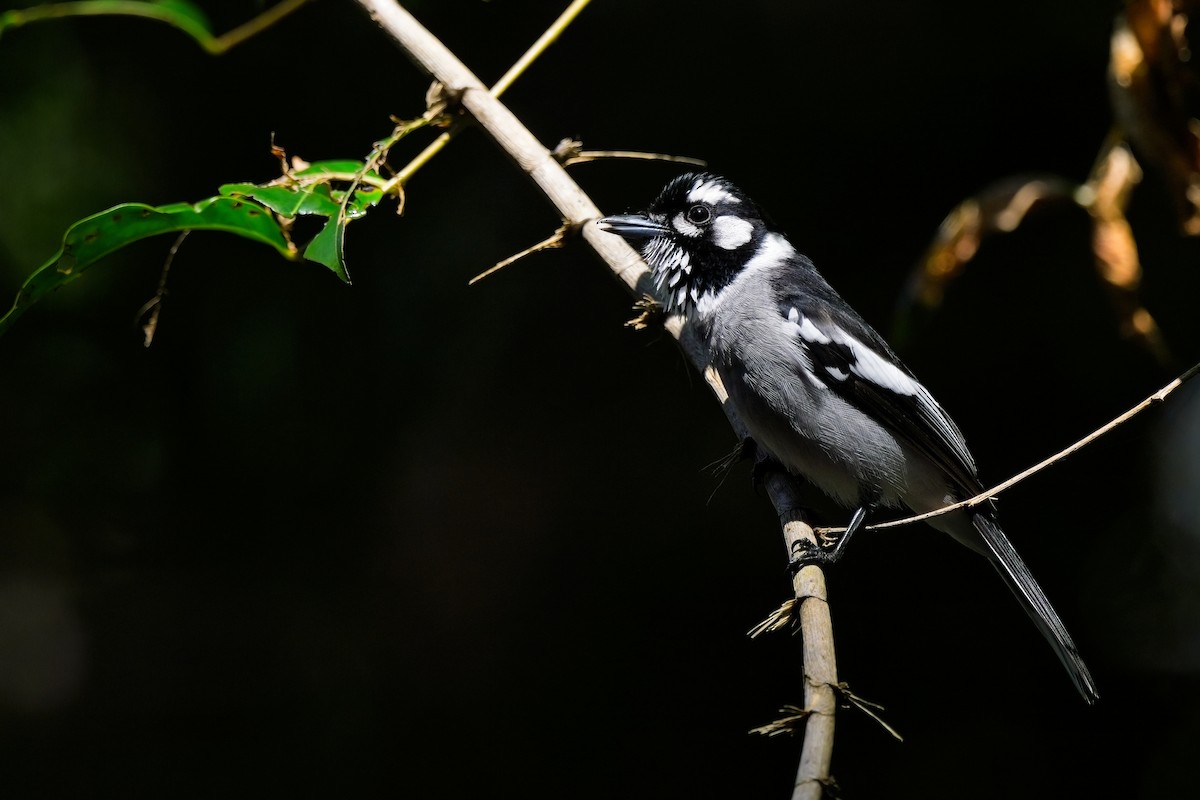 White-eared Monarch - Paul McDonald