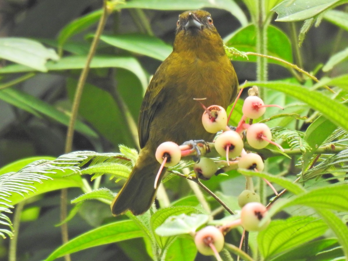 Yellow-green Tanager - ML618189285