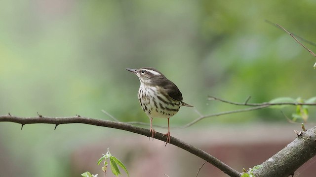 Louisiana Waterthrush - ML618189289