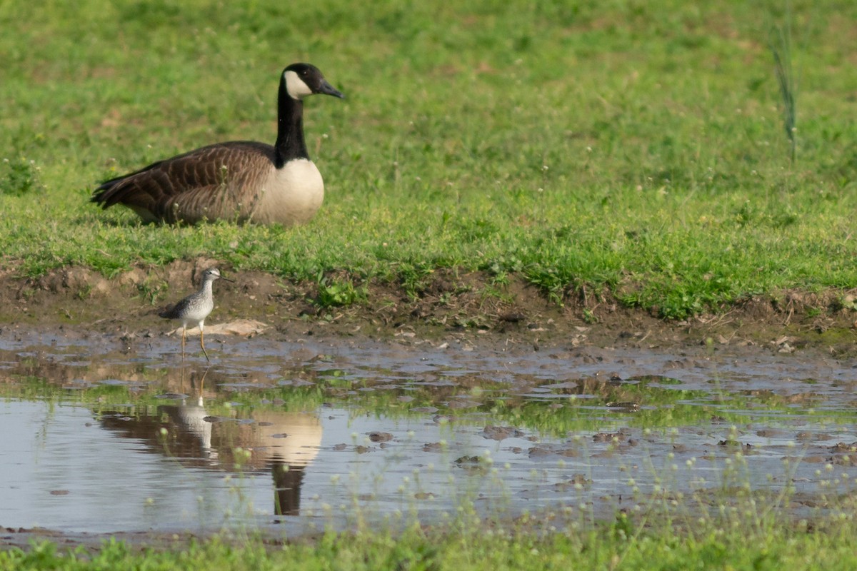 Lesser Yellowlegs - ML618189296