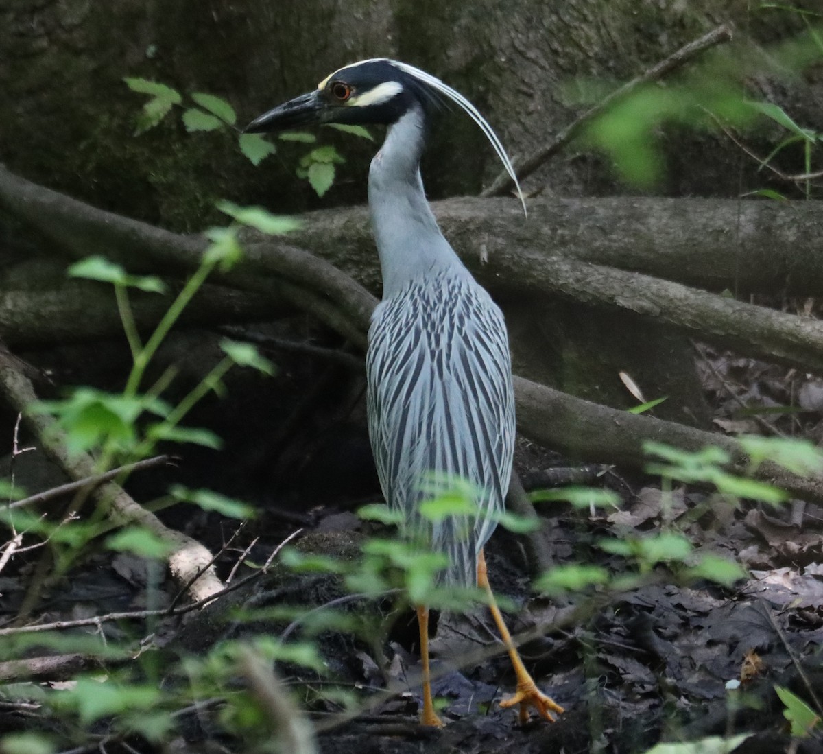 Yellow-crowned Night Heron - ML618189303