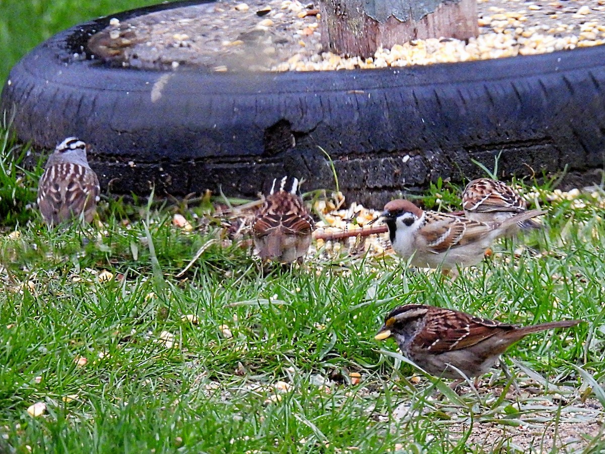Eurasian Tree Sparrow - ML618189319