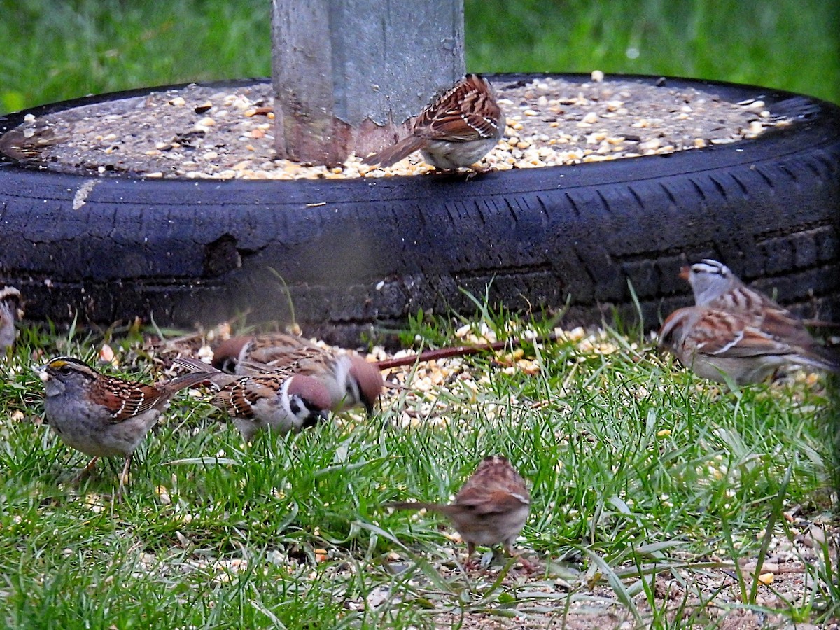 Eurasian Tree Sparrow - ML618189328