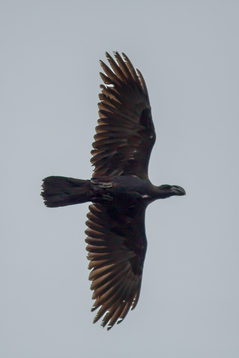 Thick-billed Raven - Morten Lisse