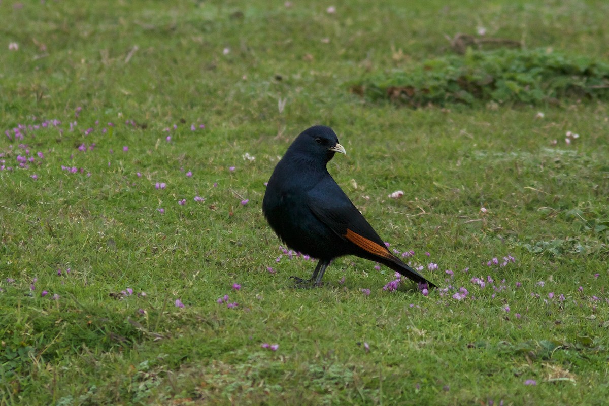 White-billed Starling - Morten Lisse