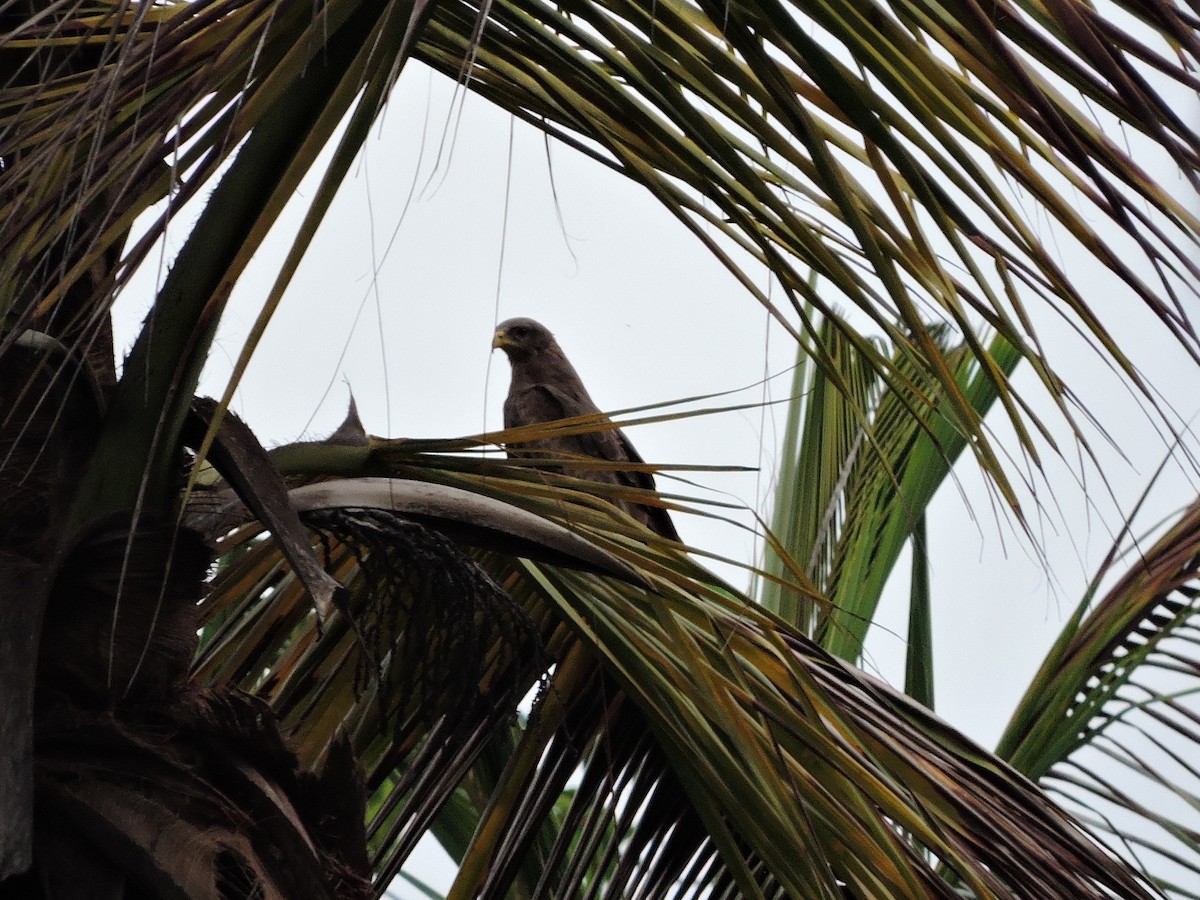 Black Kite - Andrew Cauldwell