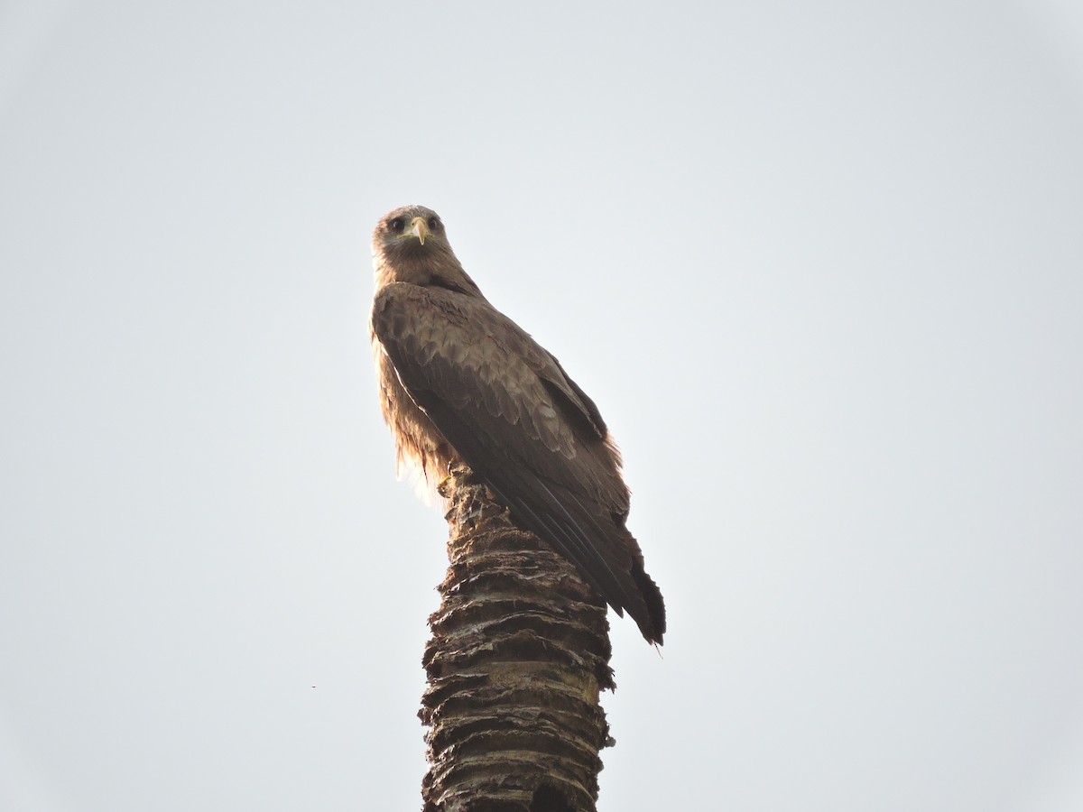 Black Kite - ML618189376