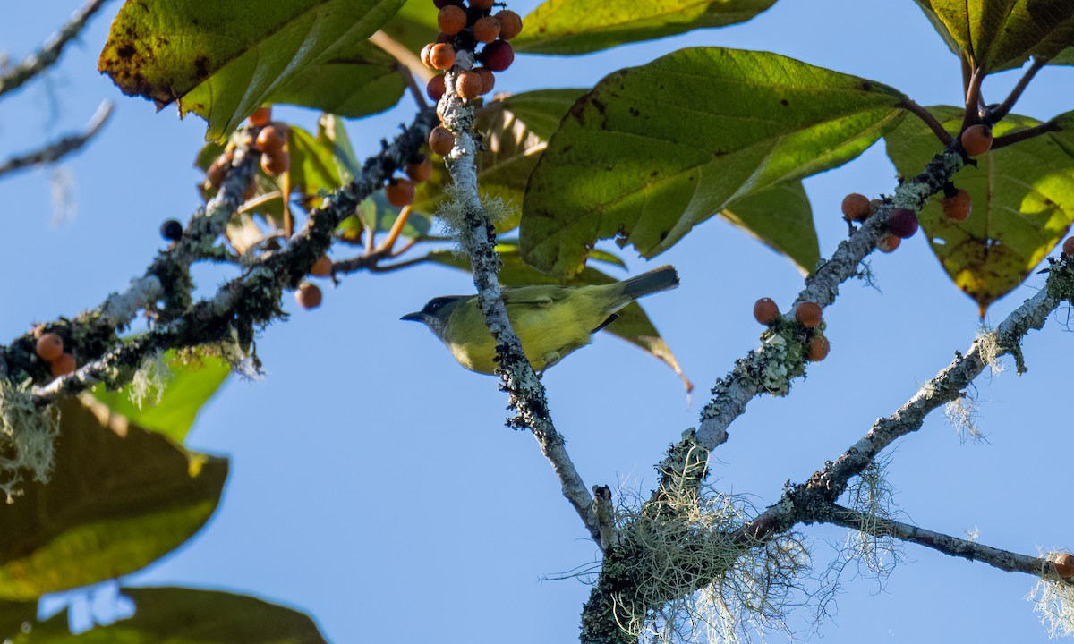 Mindanao White-eye - ML618189391