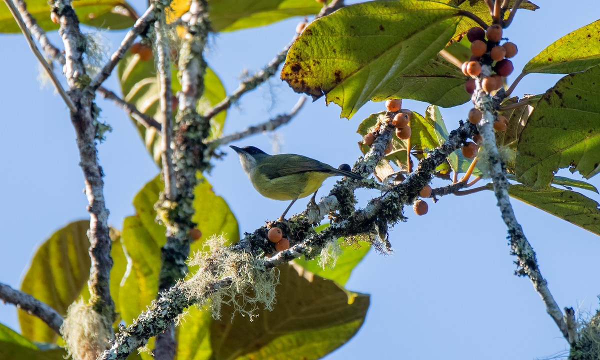 Mindanao White-eye - ML618189394