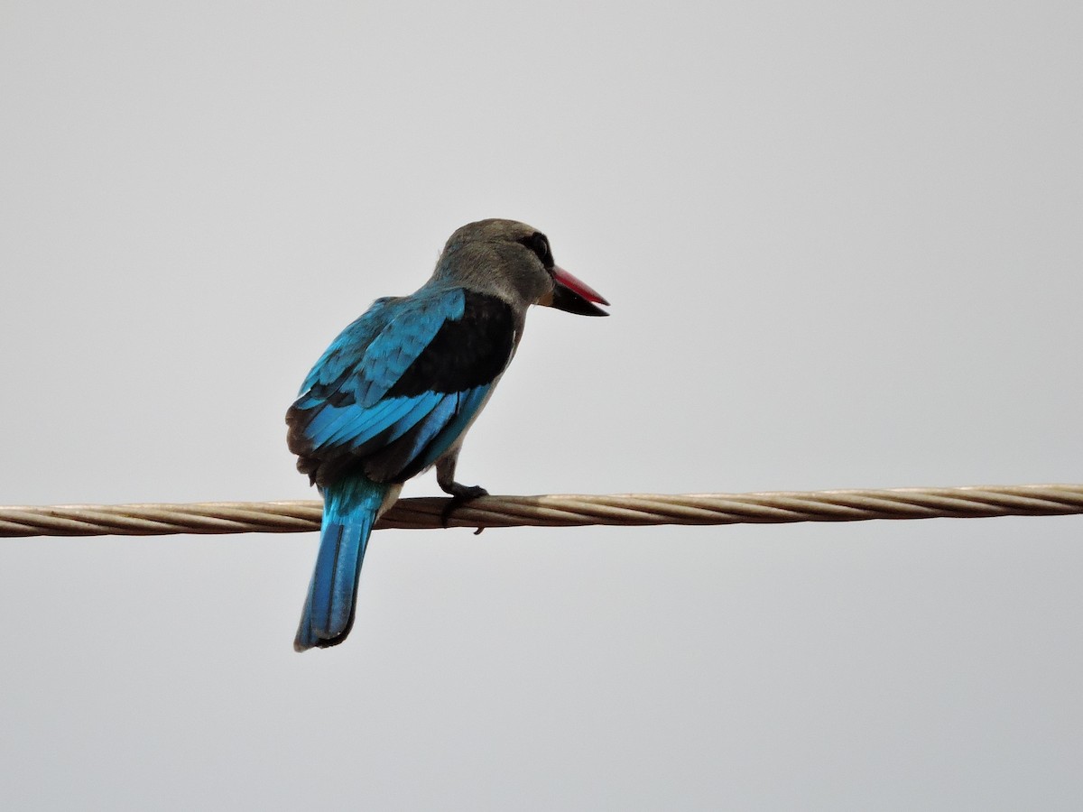 Woodland Kingfisher - Andrew Cauldwell