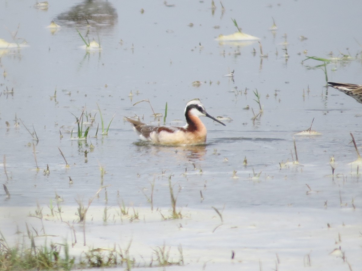 Wilson's Phalarope - ML618189449