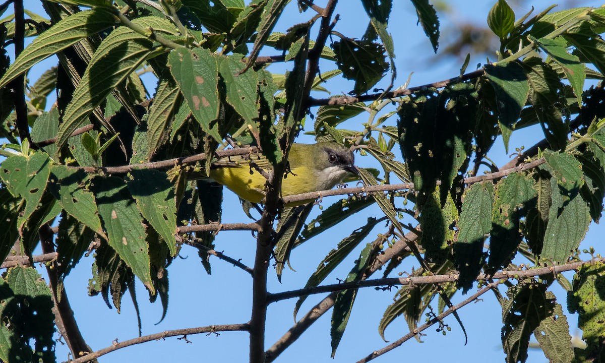 Gnomenbrillenvogel - ML618189469