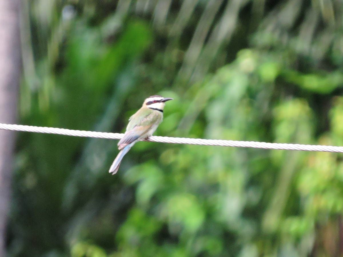 White-throated Bee-eater - ML618189477