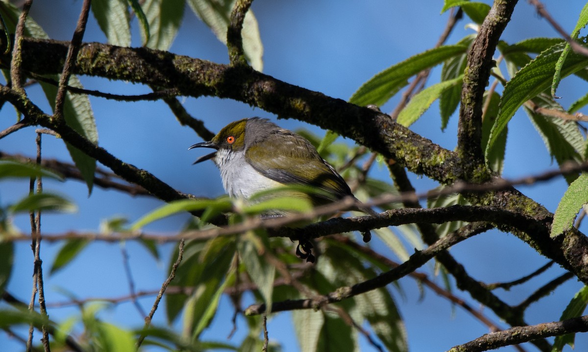 Olive-capped Flowerpecker - ML618189495