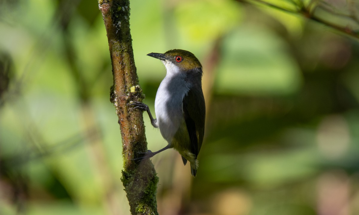 Olive-capped Flowerpecker - ML618189496