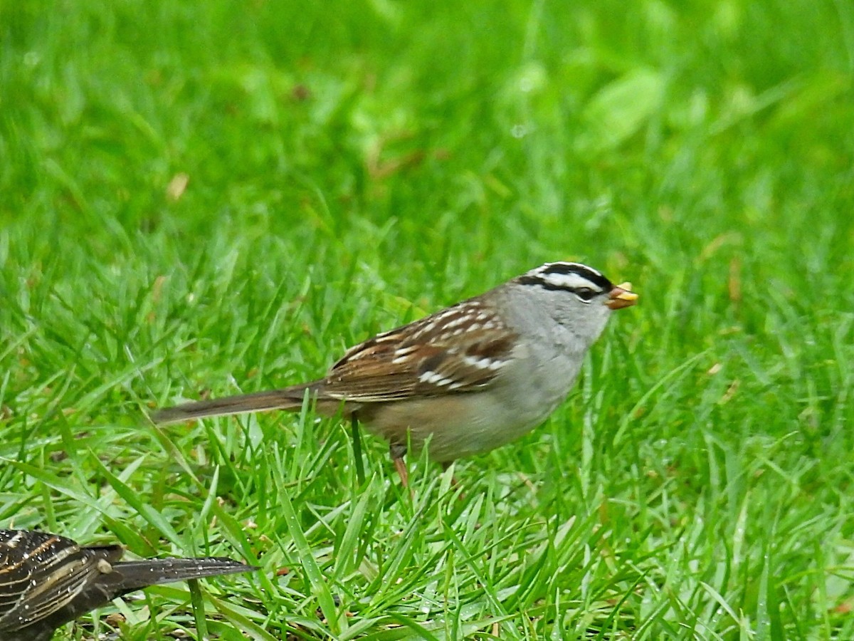 White-crowned Sparrow - ML618189504
