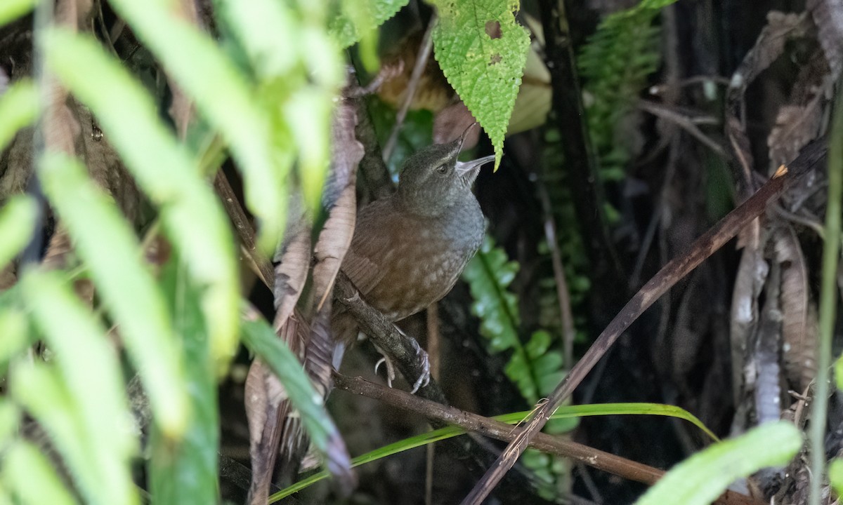 Long-tailed Bush Warbler - ML618189534