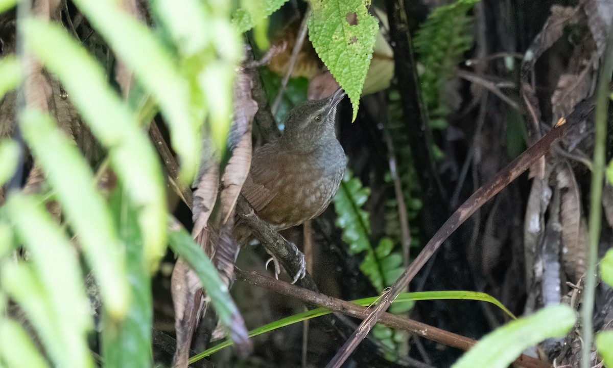 Long-tailed Bush Warbler - ML618189538