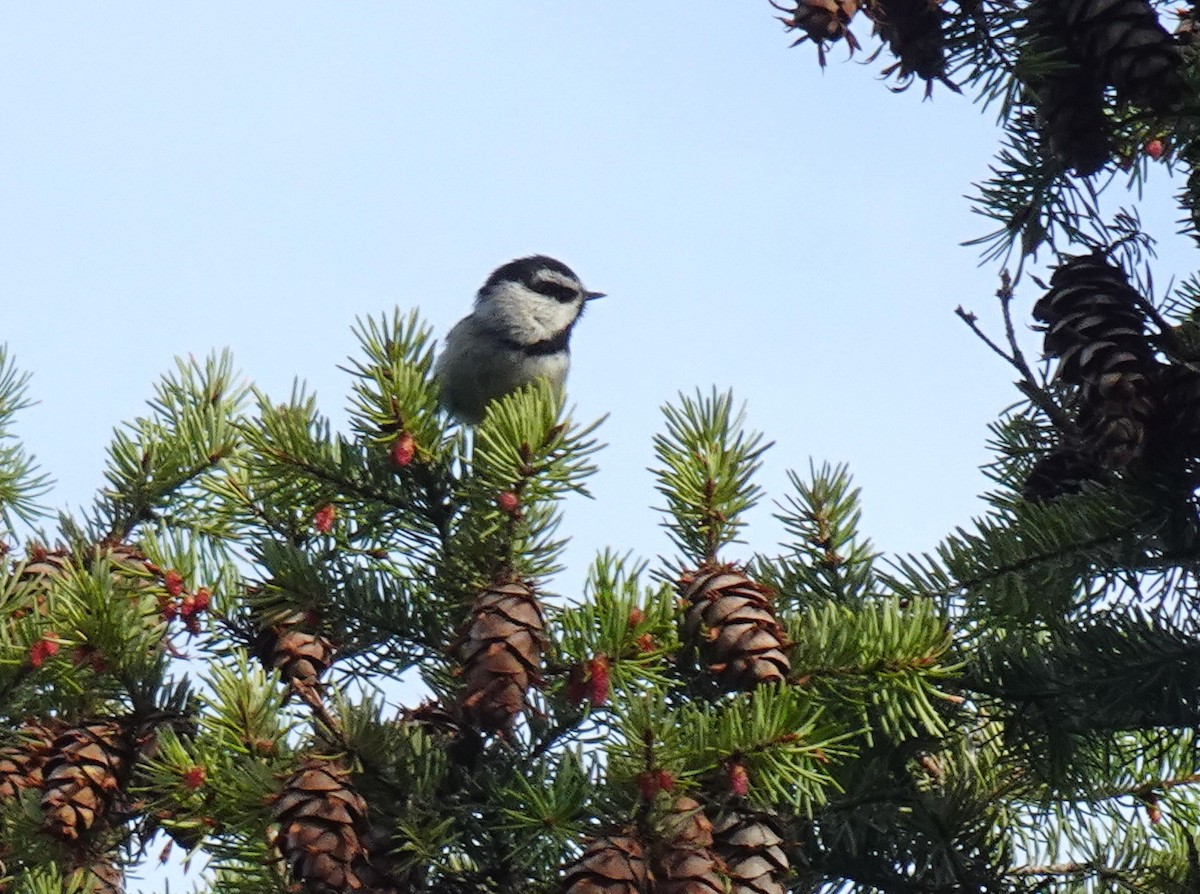 Mountain Chickadee - Barbara O'Neill