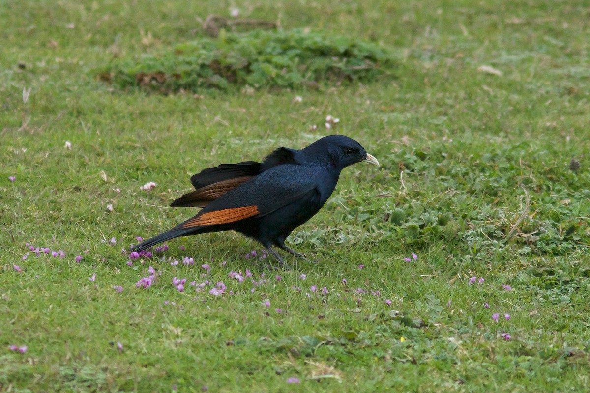 White-billed Starling - Morten Lisse