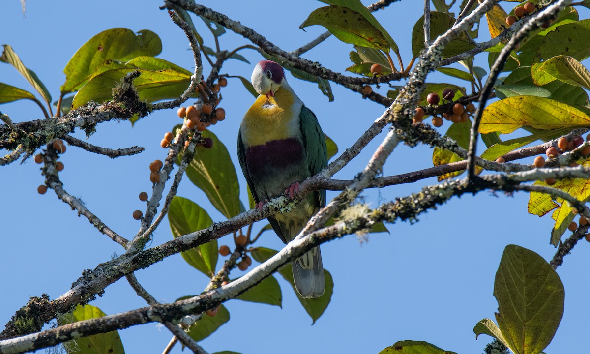 Yellow-breasted Fruit-Dove - Koren Mitchell