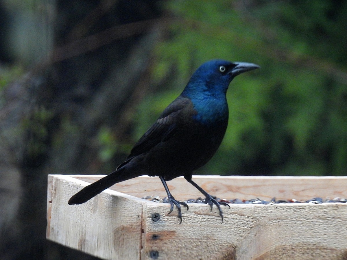 Common Grackle - ML618189579