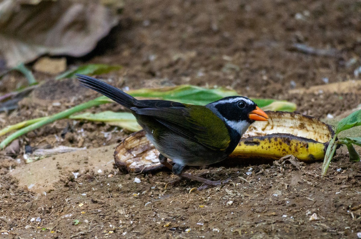 Orange-billed Sparrow - Mel & Deb Broten