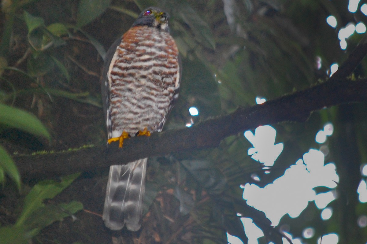 Double-toothed Kite - David Lauter