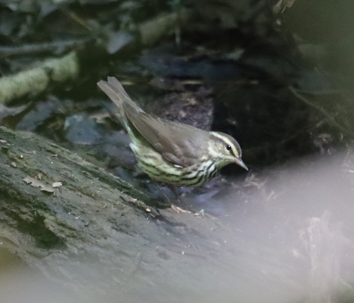 Northern Waterthrush - ML618189617