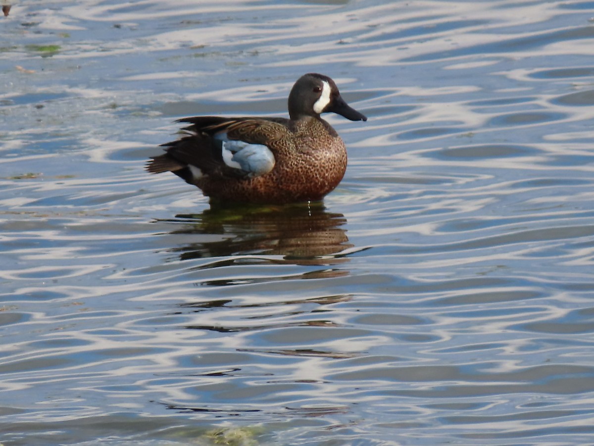 Blue-winged Teal - ML618189638