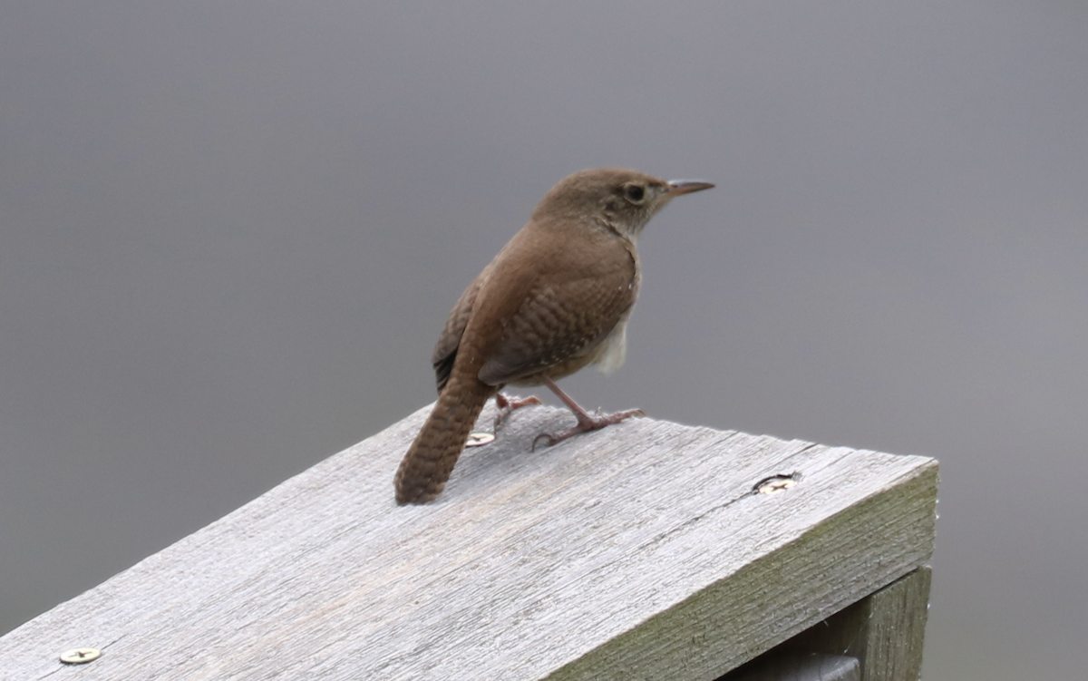 House Wren (Northern) - James Wheat