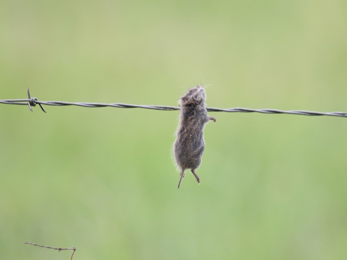 Loggerhead Shrike - ML618189714