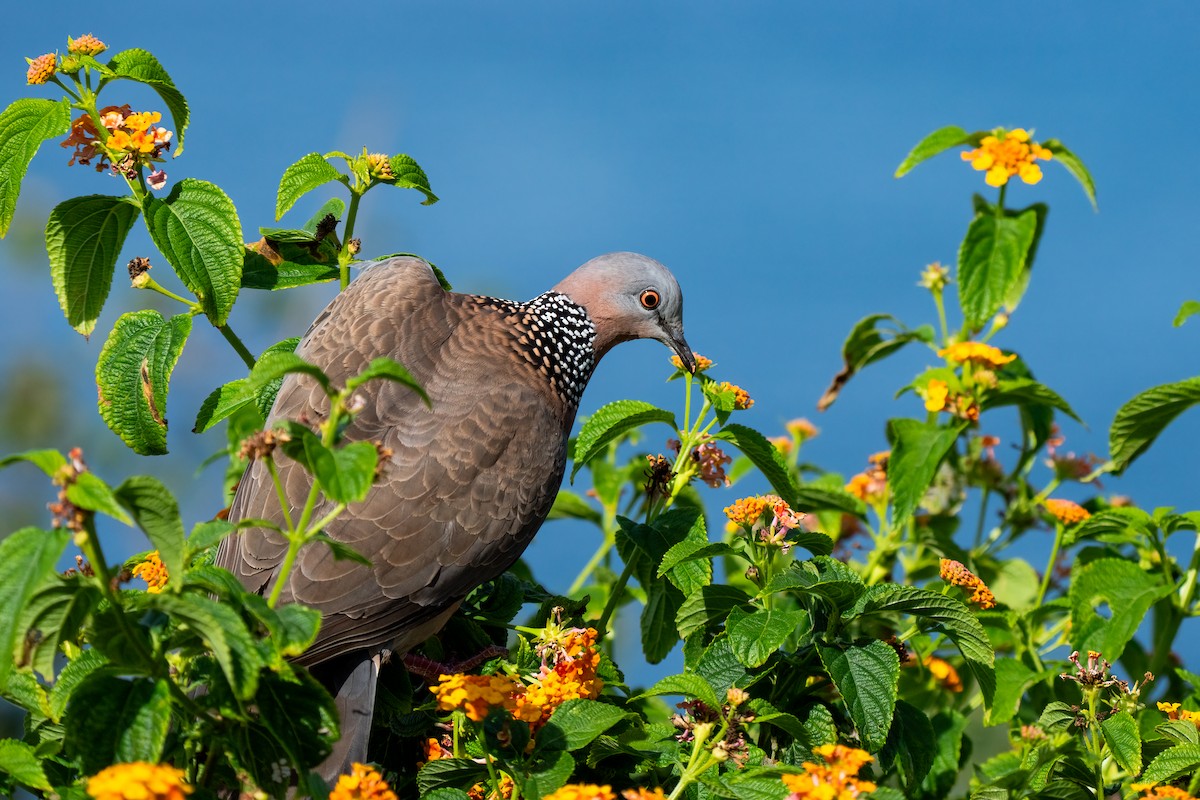 珠頸斑鳩 - ML618189716