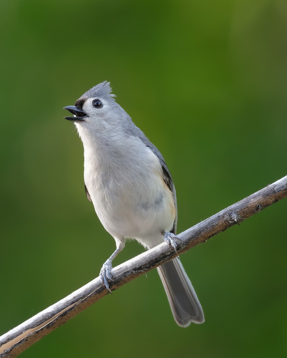 Tufted Titmouse - Sheng Jiang